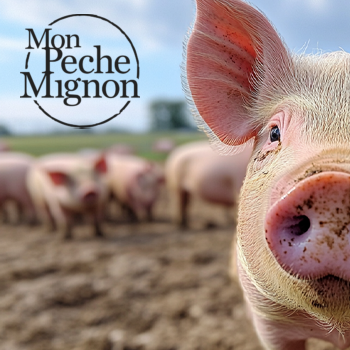 Gros plan dun cochon dans un champ, logo Mon Péché Mignon.