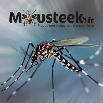 Logo de Moustek.fr avec un moustique en gros plan.
